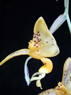 Bild von Stanhopea jenischiana 3