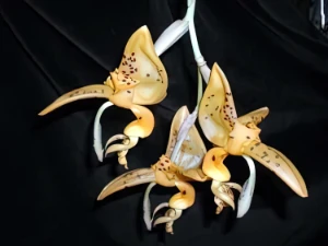 Bild von Stanhopea jenischiana 7