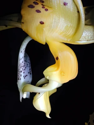 Bild von Stanhopea jenischiana