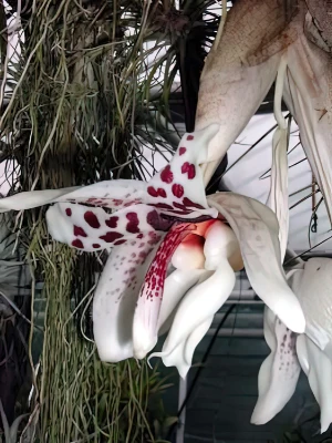 Bild von Stanhopea martiana 1