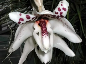 Bild von Stanhopea martiana 2