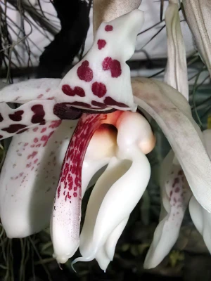 Bild von Stanhopea martiana