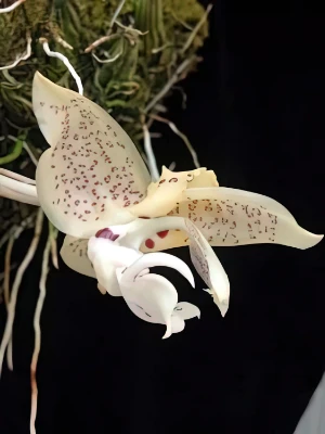 Bild von Stanhopea oculata 2