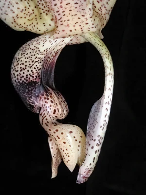 Bild von Stanhopea platyceras 4