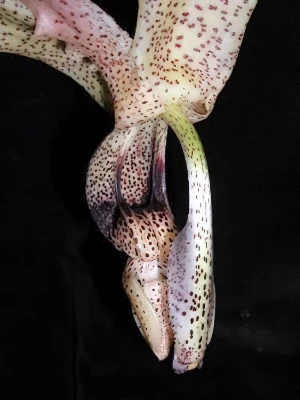 Bild von Stanhopea platyceras 5