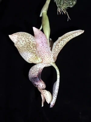 Bild von Stanhopea platyceras