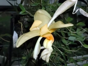 Bild von Stanhopea saccata 2