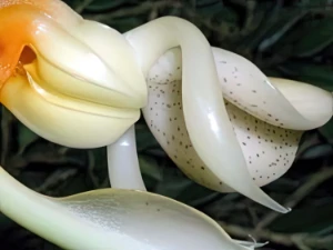 Bild von Stanhopea saccata detail