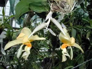 Bild von Stanhopea saccata