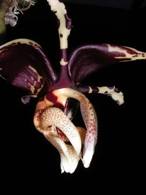 Bild von Stanhopea tigrina 2