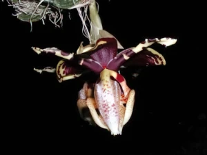 Bild von Stanhopea tigrina 5