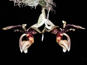 Bild von Stanhopea tigrina