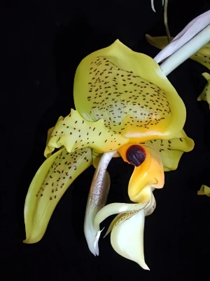 Bild von Stanhopea wardii 2