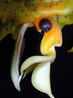 Bild von Stanhopea wardii 3