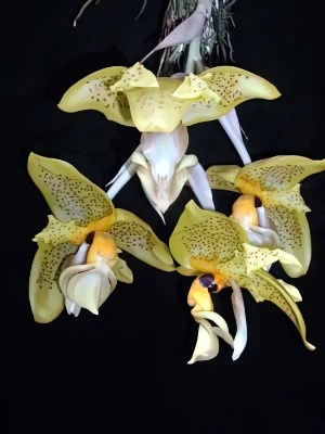 Bild von Stanhopea wardii