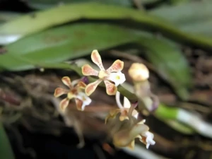 Bild von Staurochilus ramosus