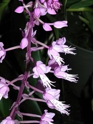 Bild von Stenoglotis longifolia