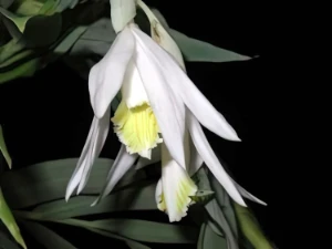 Image de Thunia alba