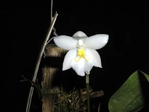 Bild von Ticoglossum krameri