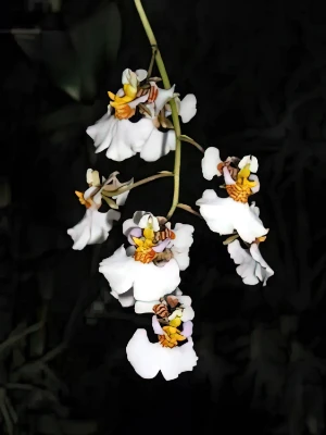 Bild von Tolumnia scandens Bild von Tolumnia scandens