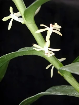 Bild von Trichoglotis sp. Bild von Trichoglotis sp.