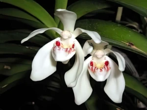 Image of Vanda pumila