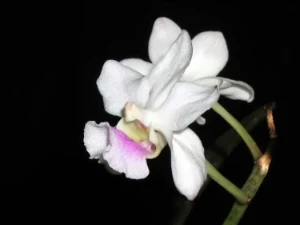 Bild von Vanda amesiana 4