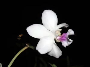 Bild von Vanda amesiana