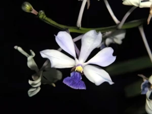 Bild von Vanda caerulescens 6