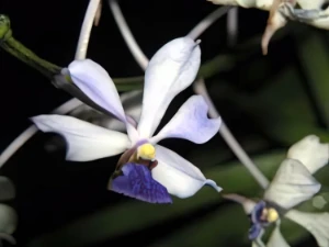 Bild von Vanda caerulescens