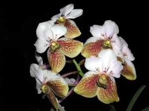 Bild von Vanda sanderiana