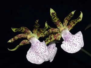 Bild von Zygopetalum mackay