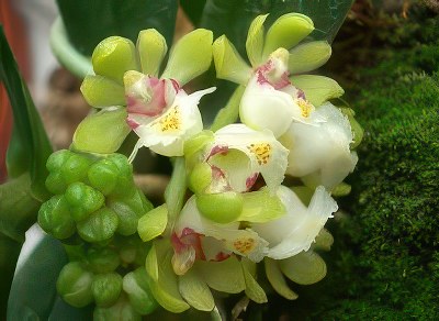 Gastrochilus japonicus