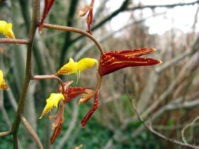 Gongora quinquenervis