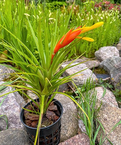 Guzmania angustifolia