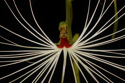 Habenaria myriotricha (medusae)