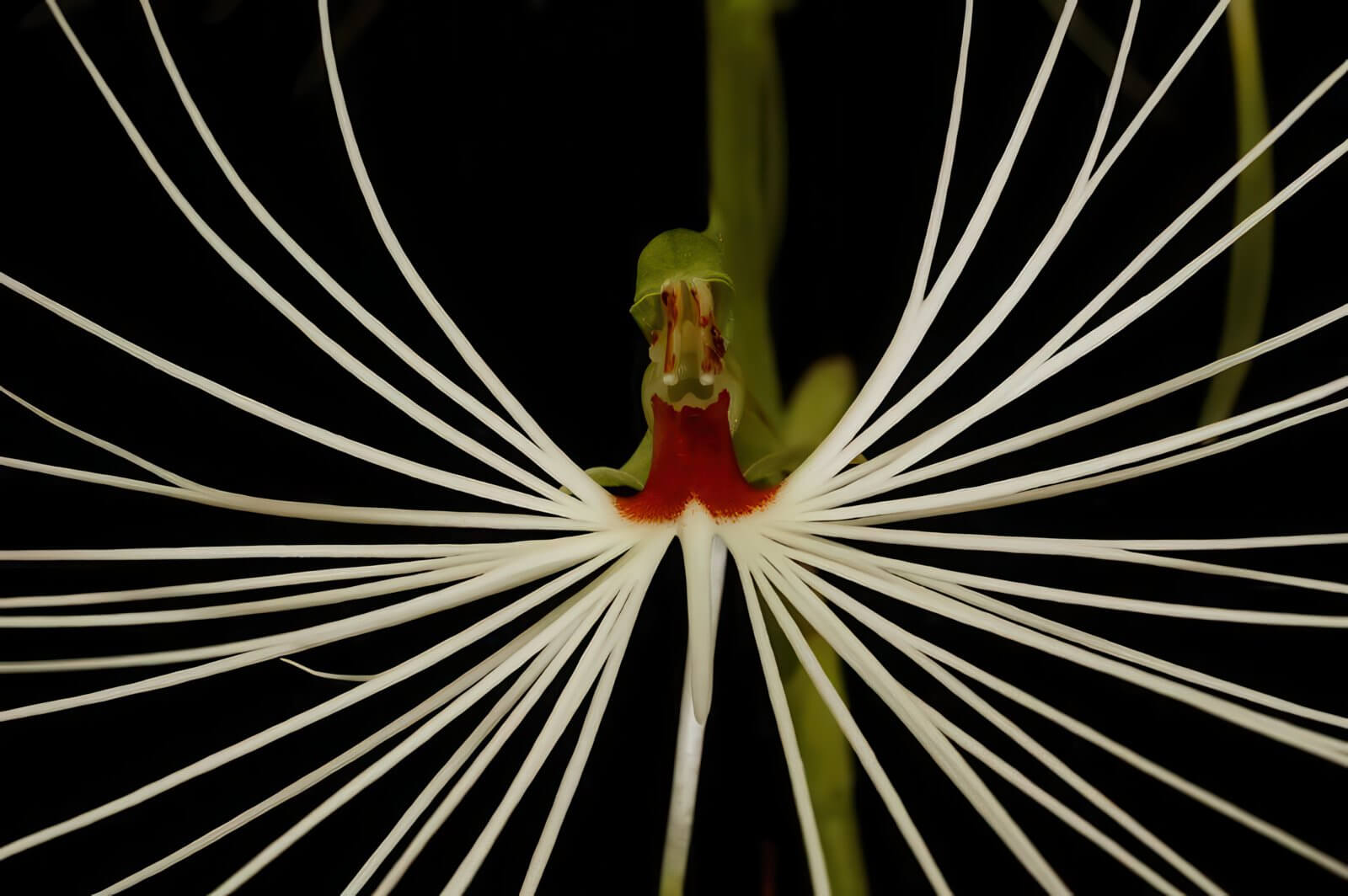 Habenaria myriotricha (medusae)