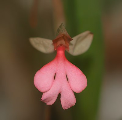 Habenaria rosea