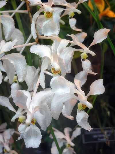 Holcoglossum subulifolium