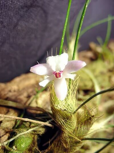 Isabellia virginalis