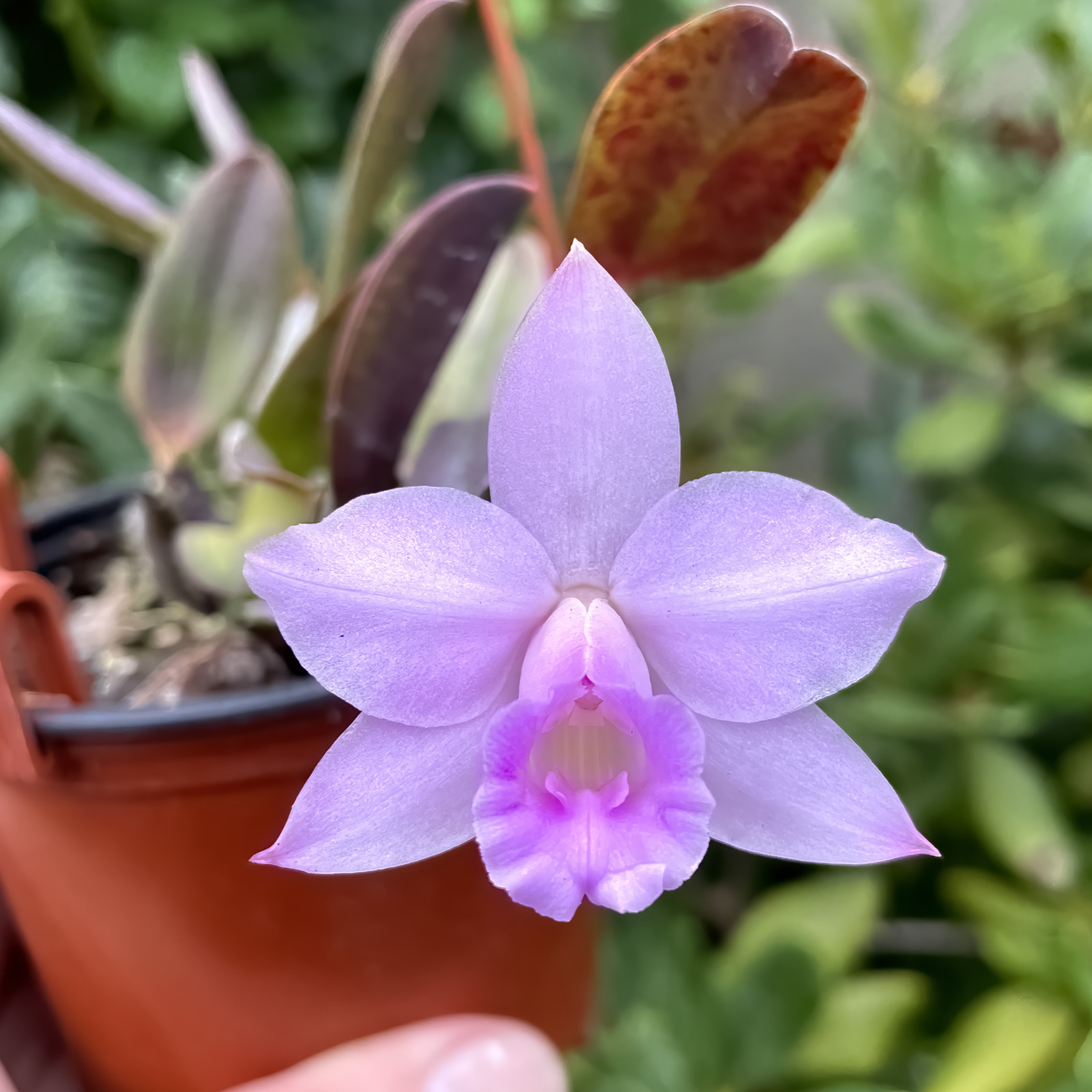 Laelia alaori pink type