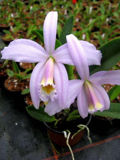 Laelia jongheana