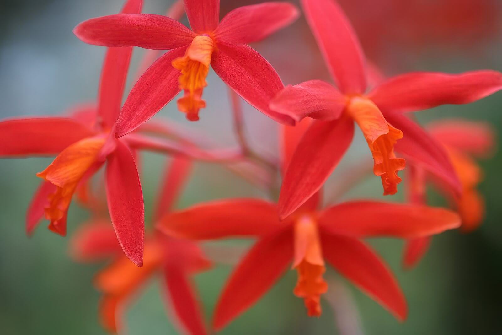 Laelia milleri