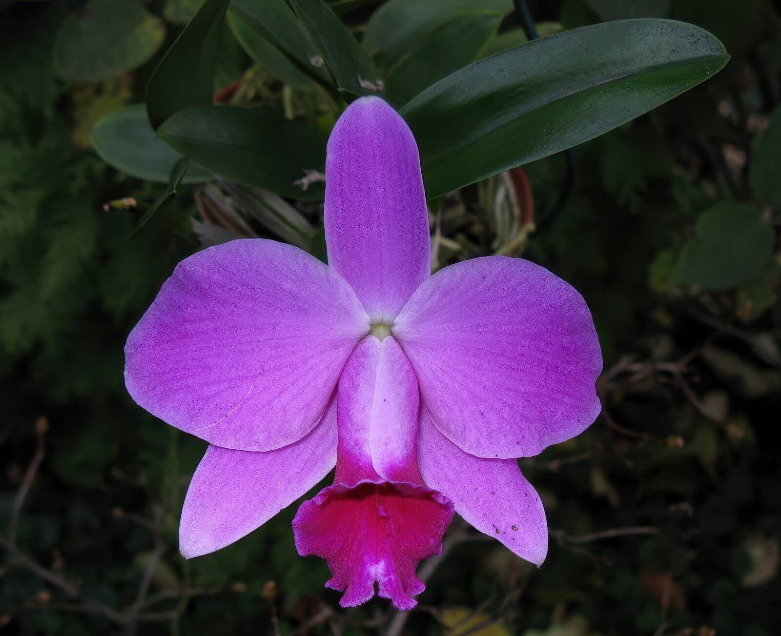 Laelia pumila