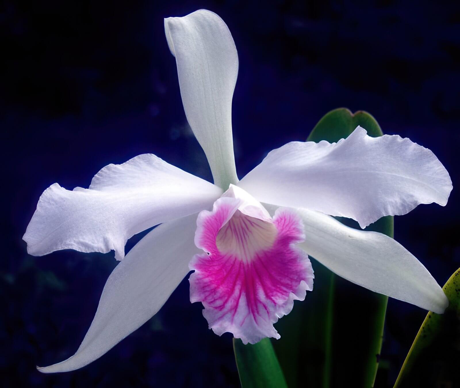 Laelia purpurata carnea