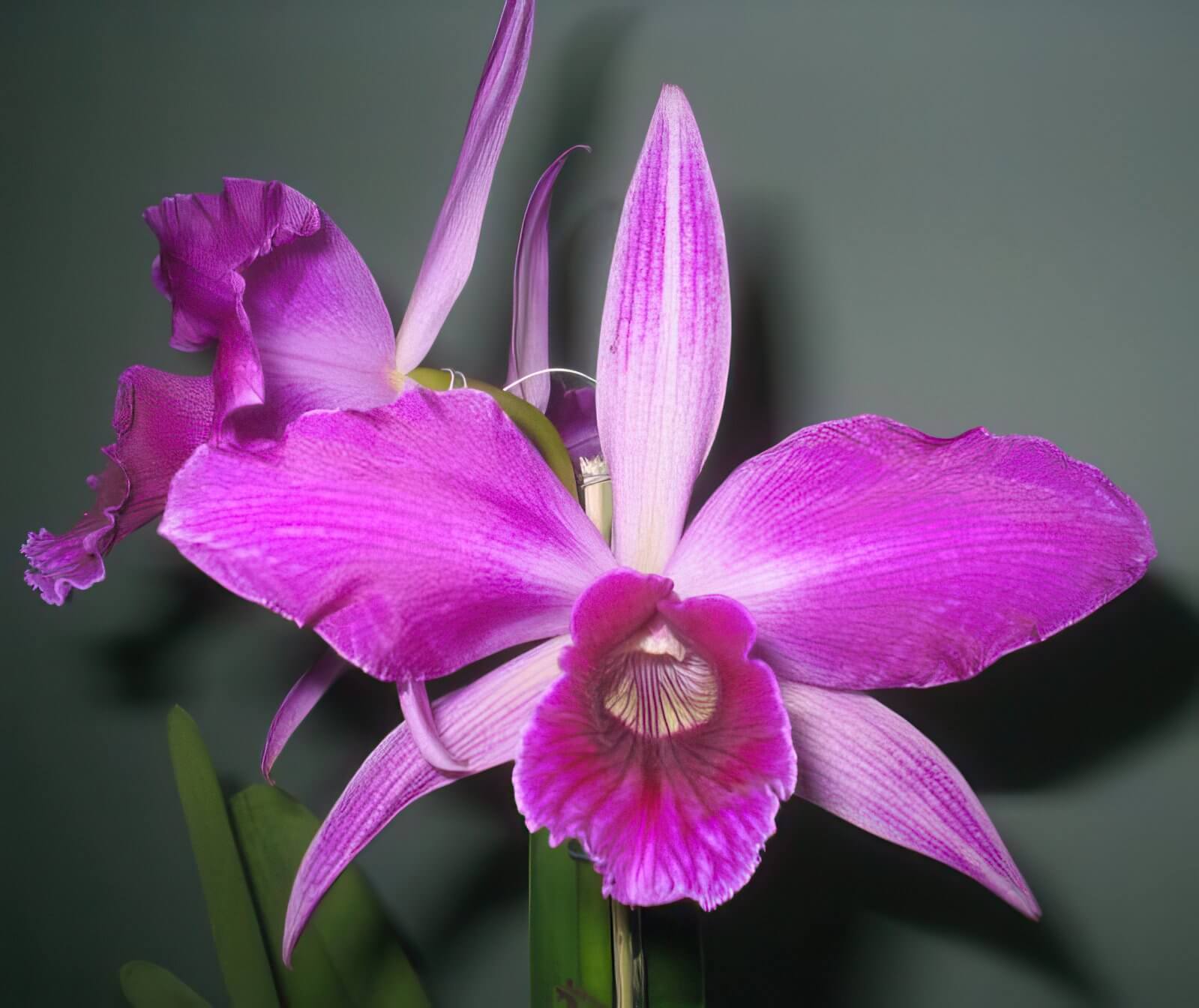 Laelia pupurata flamea