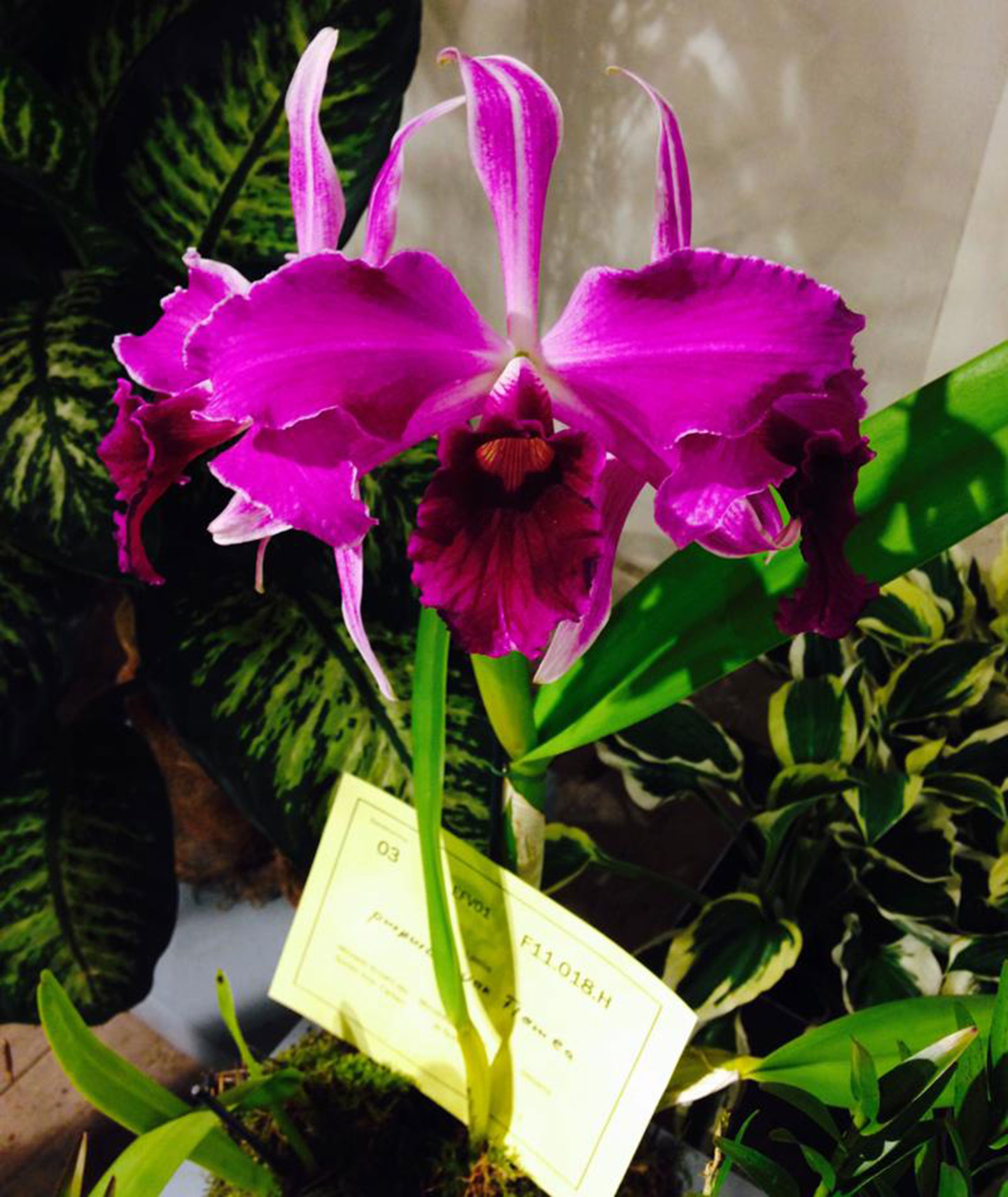 Laelia purpurata var. Sanguinea