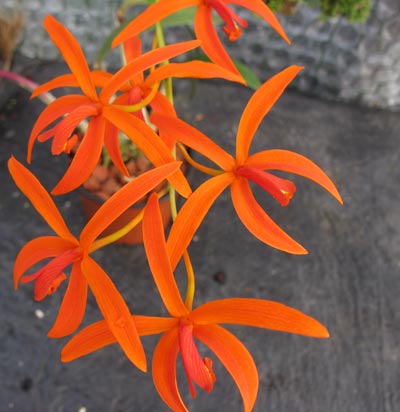 Laelia sanguiloba