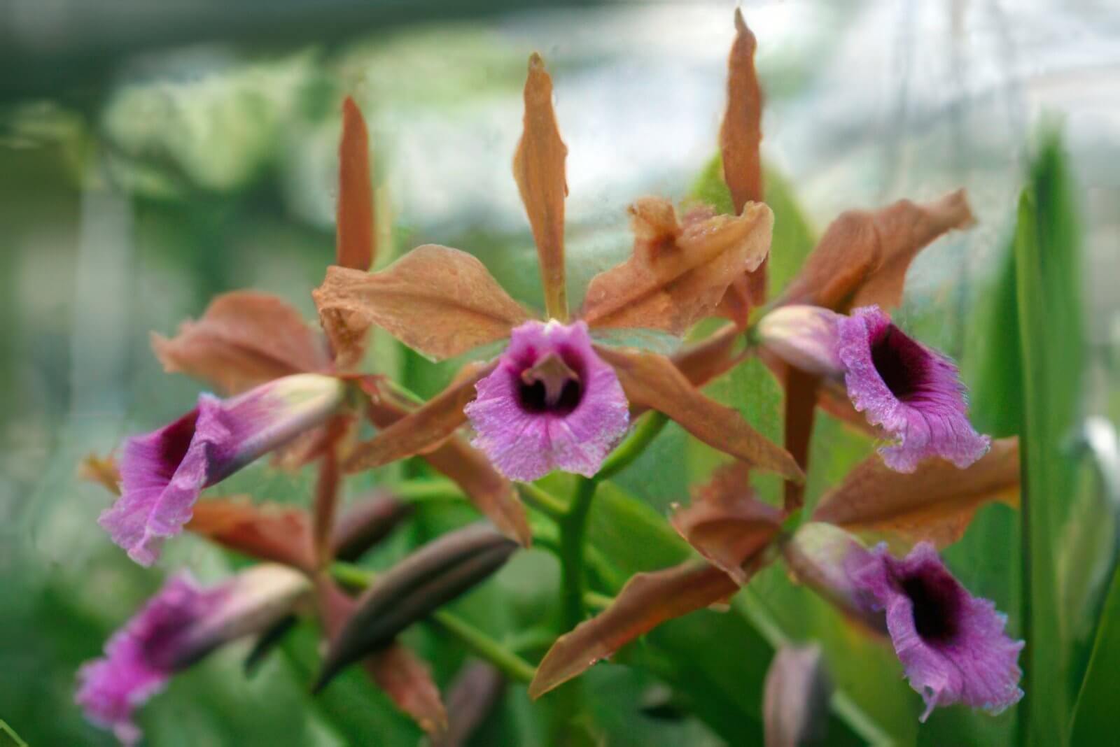 Laelia tenebrosa
