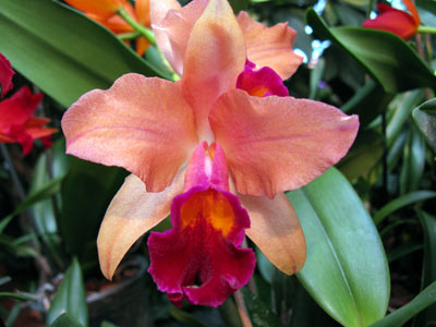 Lc. Miva Remi Marie